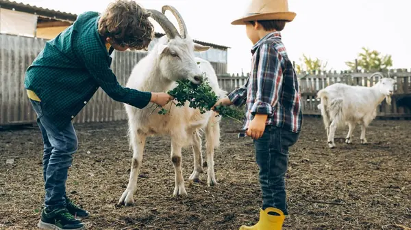 Cabra Anã e Crianças: Brincadeiras Seguras, Carinho e a Descoberta da Vida no Campo